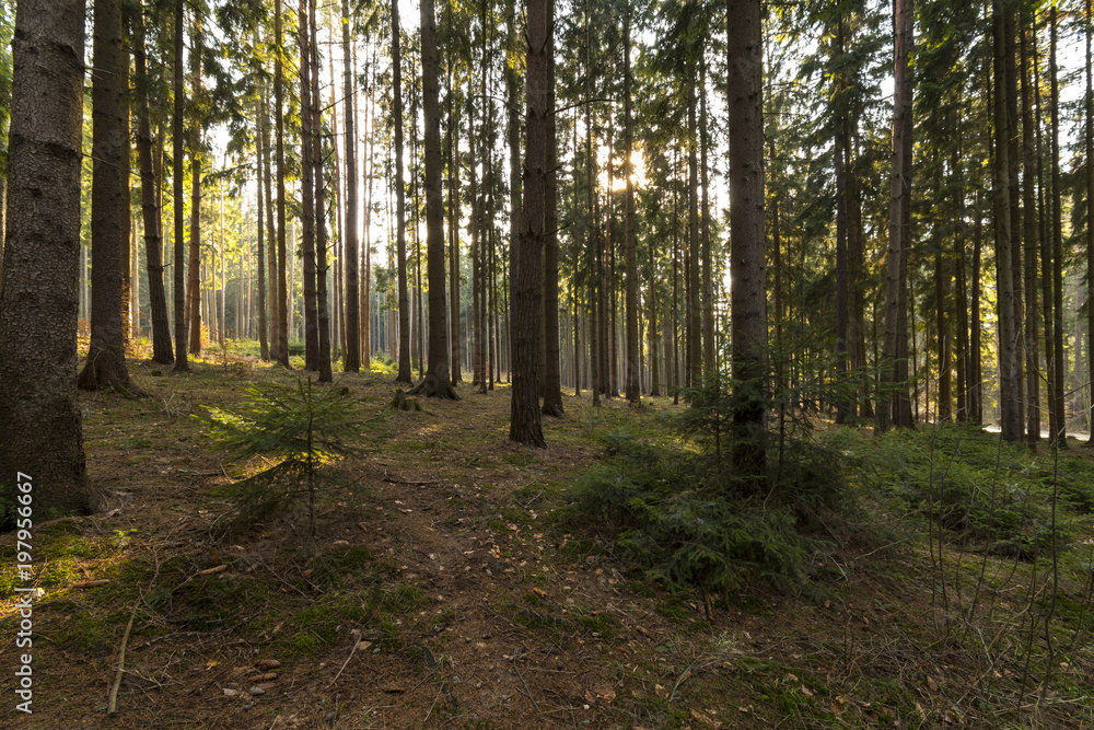 Fototapeta premium Beautiful spring misty forest at sunset.