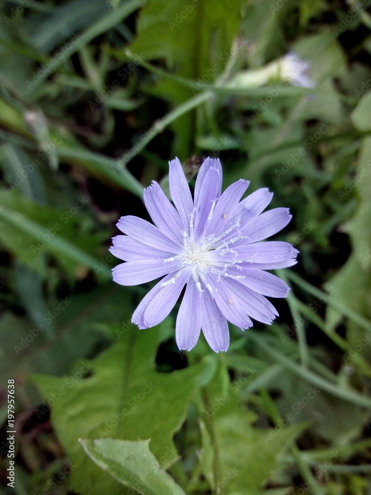 Obraz premium flower white