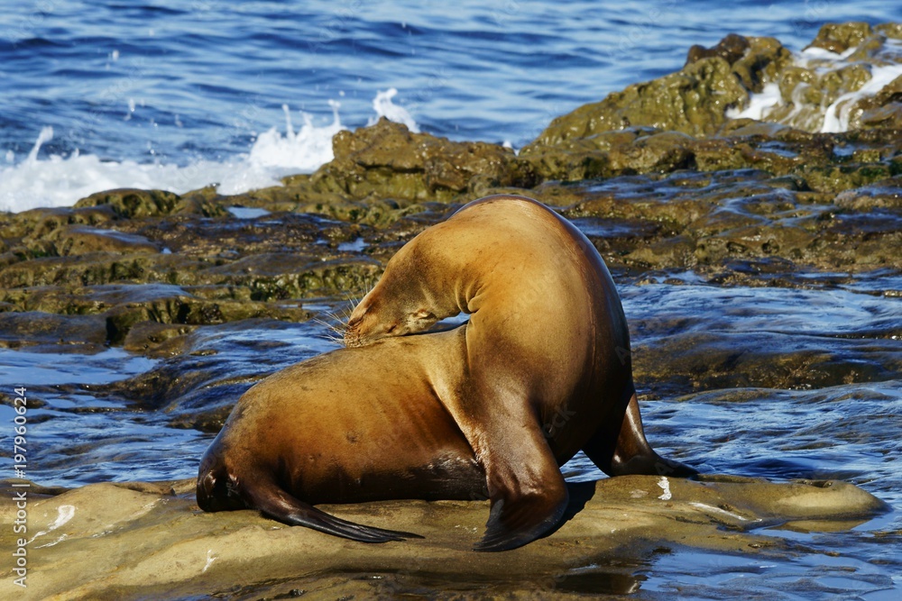 Fototapeta premium Single brown sea lion touching own back while enjoying the sun on the seashore
