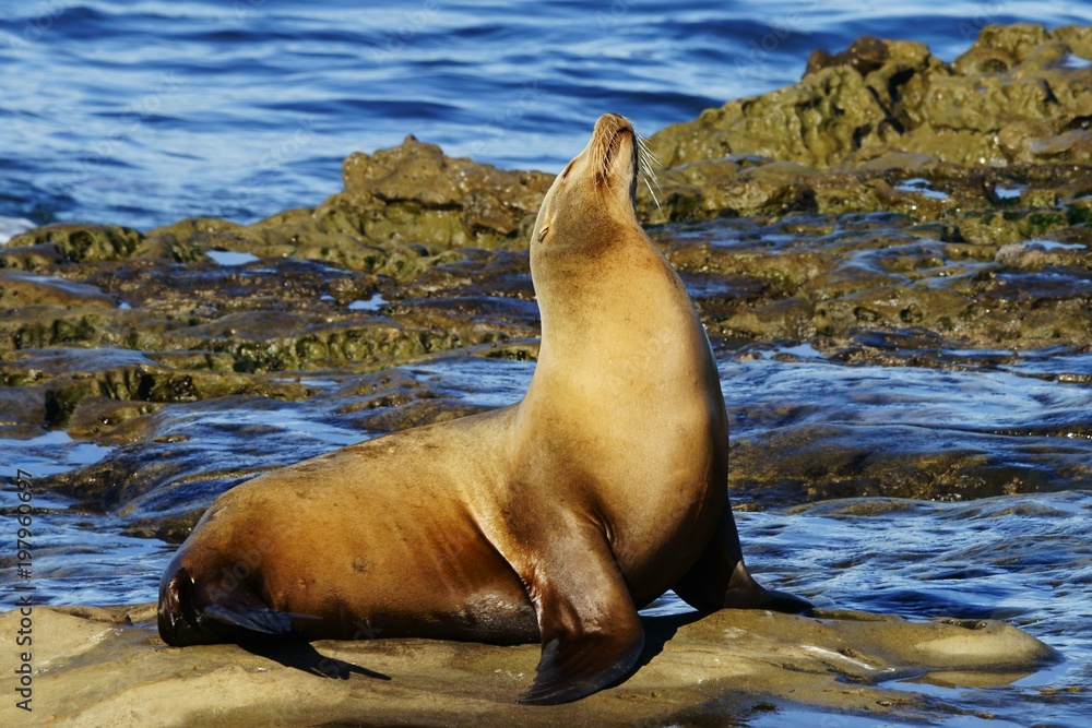 Fototapeta premium Single brown sea lion enjoying the sun with closed eyes on the seashore rocks