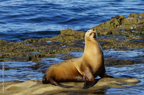 Single brown sea lion enjoying the sun on the seashore rocks