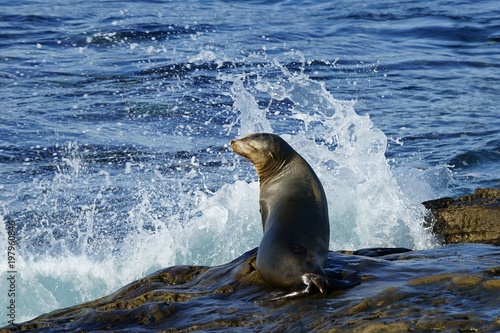 Dark brown young sea lion facing the wave sitting on the wet rock and turning head sideways from the water