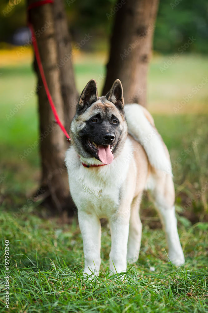 Dog american akita inu walk in the park. Dog american akita inu walk in the park.