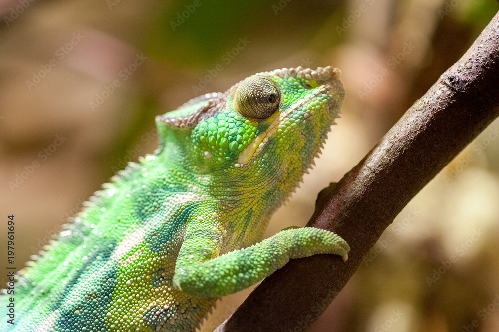 Fototapeta premium a panther chameleon climbs on a tree