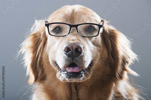 Golden Retriever Dog wearing glasses
