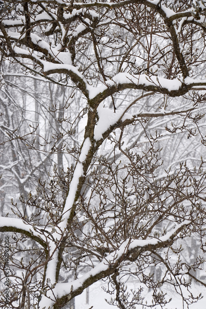 trees in a snowstorm, Amish Country, Lancaster County, Pennsylvania, USA trees in a snowstorm, Amish Country, Lancaster County, Pennsylvania, USA