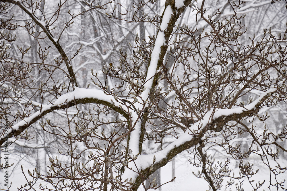 Obraz premium trees in a snowstorm, Amish Country, Lancaster County, Pennsylvania, USA