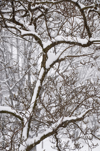 trees in a snowstorm, Amish Country, Lancaster County, Pennsylvania, USA © Brian Yarvin