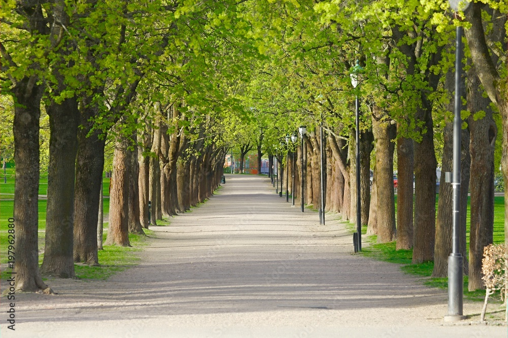 PArk with line of trees