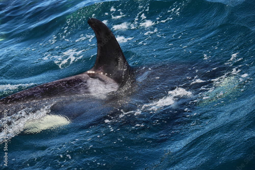Fototapeta premium Juvenile Killer Whale near Kenai Fjords National Park
