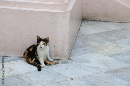 Portrait of an adorable three color cat sitting on the ground