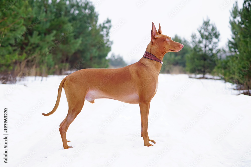 Adorable Pharaoh hound with a leather collar staying outdoors on a snow in winter