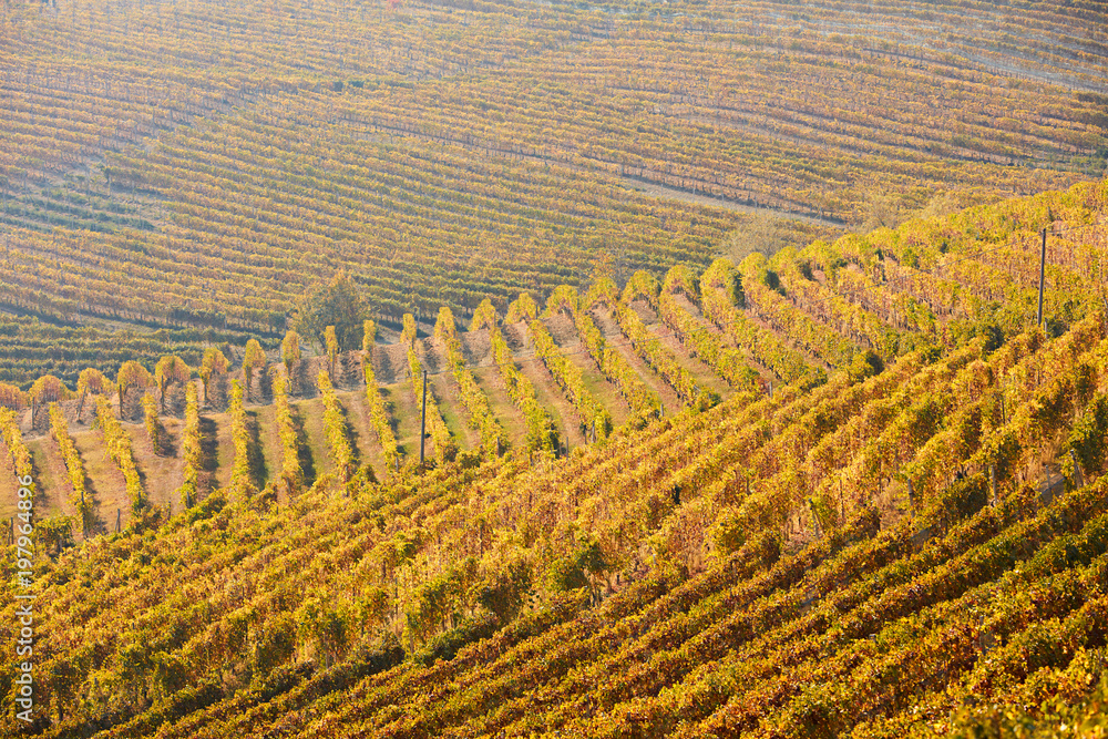 Vineyards with yellow leaves in a sunny fall day
