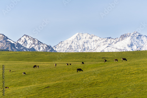 Grassland in Xinjiang, China