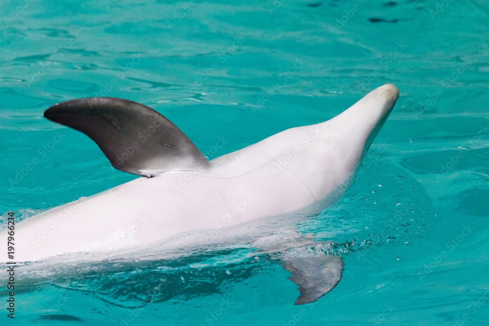 Naklejka premium W dużym basenie pływa delfin