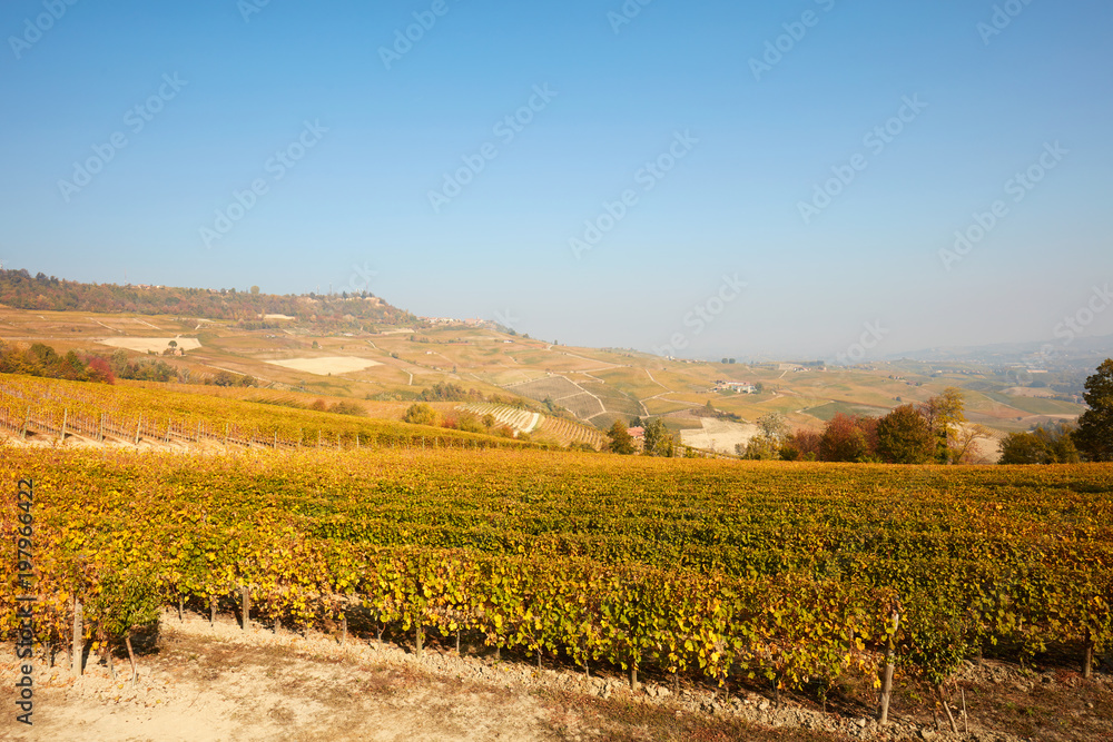 Vineyard and hills in autumn with yellow leaves in a sunny day in Piedmont, Italy