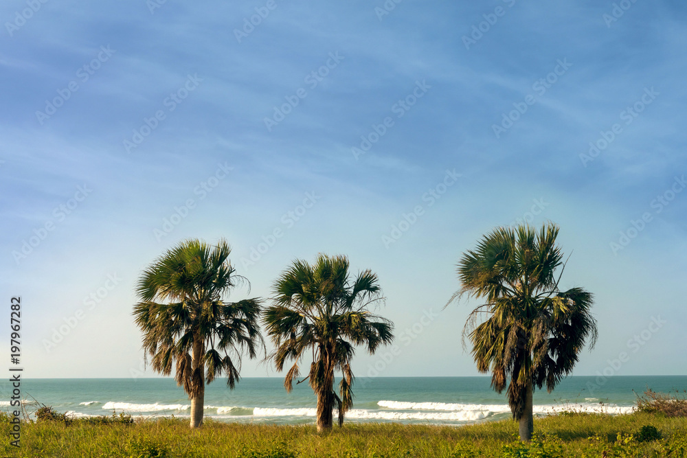 three palms, sea, vacation, travel three palms, sea, vacation, travel