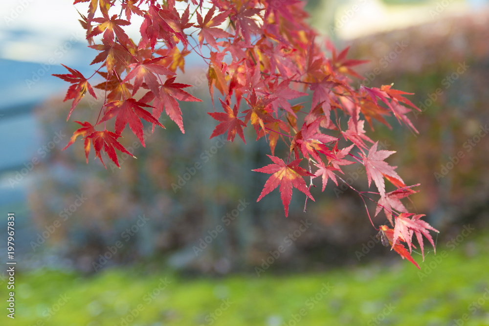 紅葉した葉 紅葉した葉