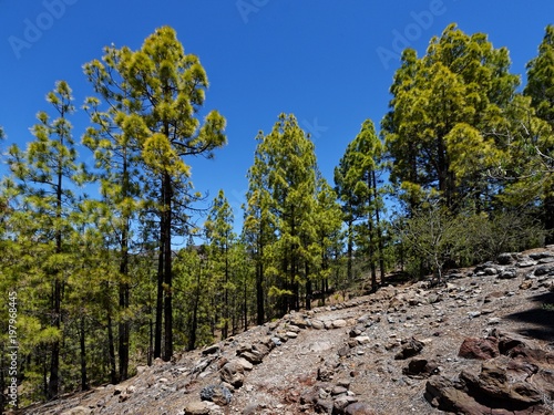 Teneriffa - Pasaje Lunar Wanderweg von Vilaflor photo