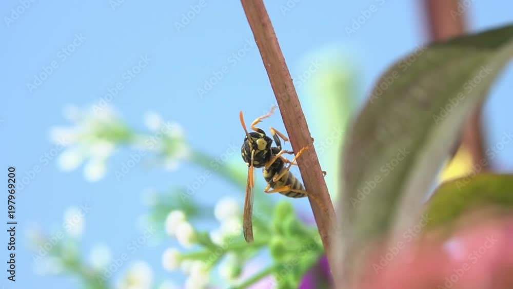 Bee on the twig flying flowers branchs blue sky Bee on the twig flying flowers branchs blue sky