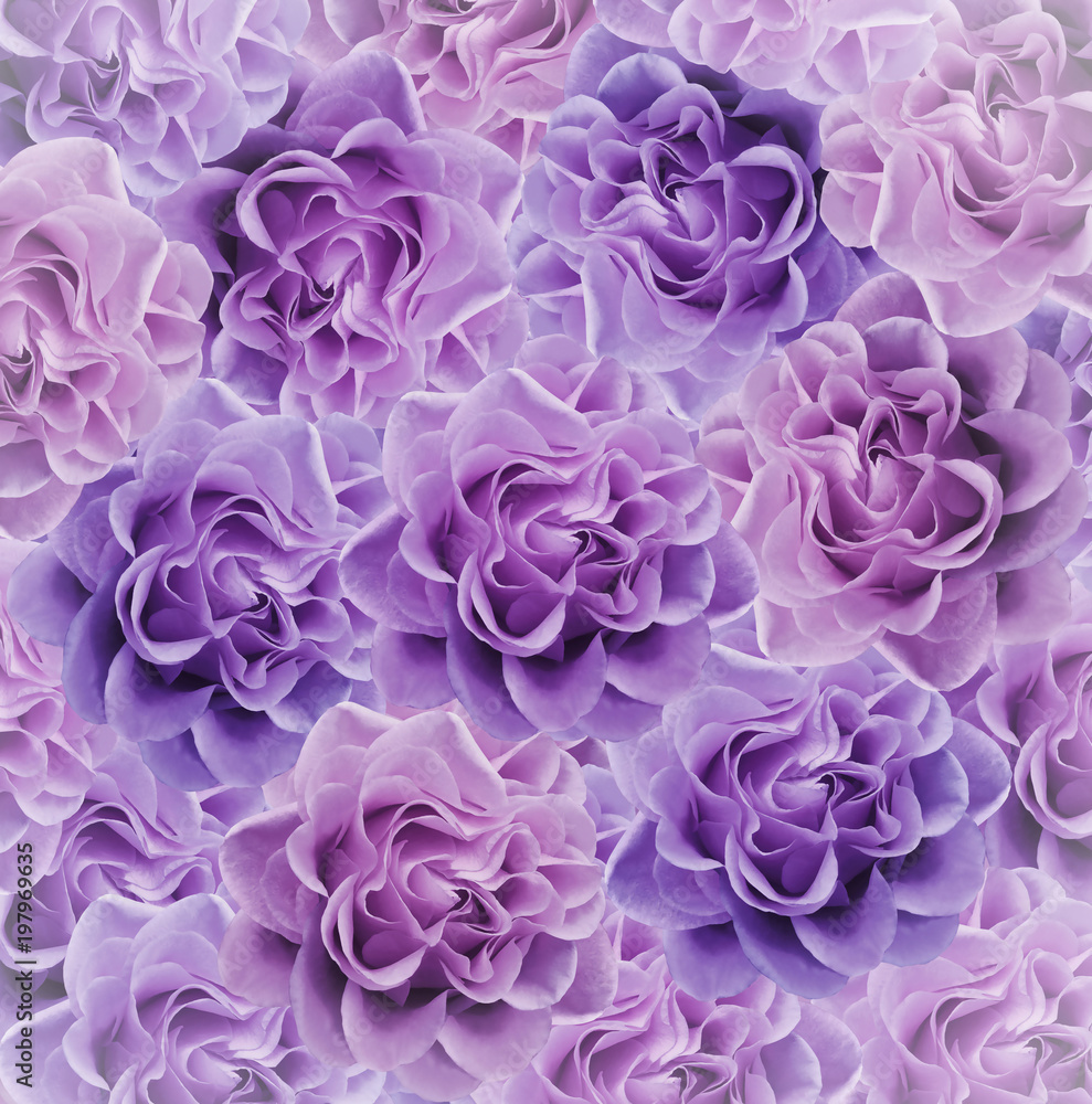 Floral pink-violet beautiful background. Flower composition. Bouquet of flowers from pink roses. Close-up. Nature.. Floral pink-violet beautiful background. Flower composition. Bouquet of flowers from pink roses. Close-up. Nature..