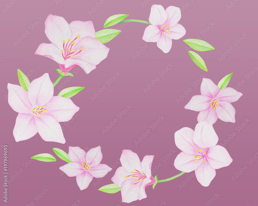 Flower illustration. Azalea.