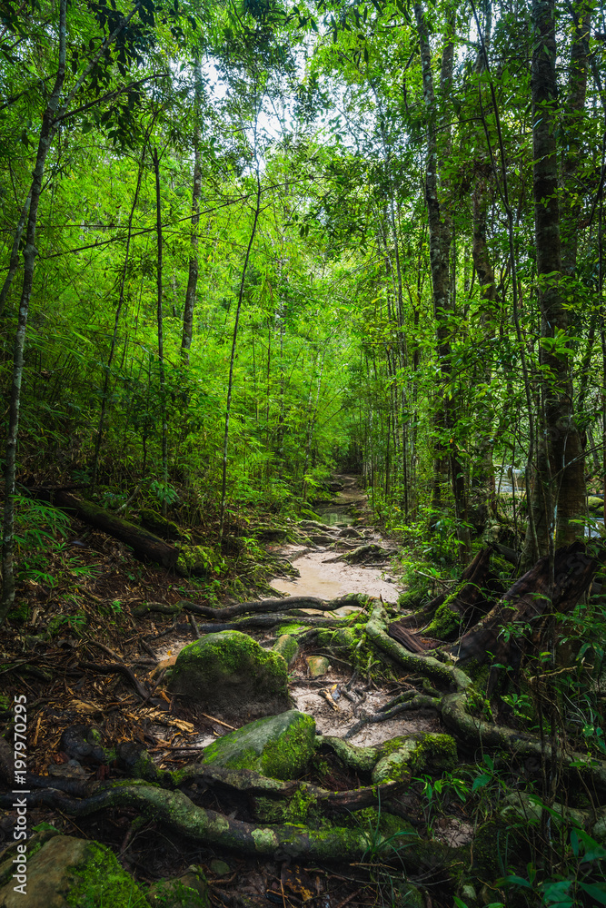 Forest path in a green rainforest Forest path in a green rainforest