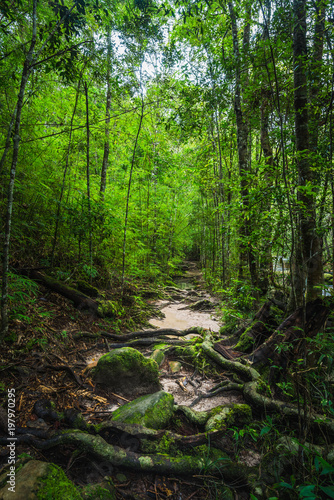 Forest path in a green rainforest