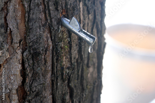 Maple Sap Dripping From Spile