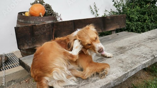 Adult cute dog scratching ear with paw while sitting outside a house photo