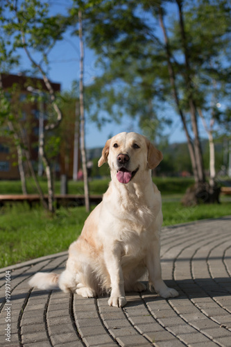 Portrait of Sweet beige golden retriever dog is sitting on path in the summer park. Cute golden girl is having relax on the grass and blue sky background