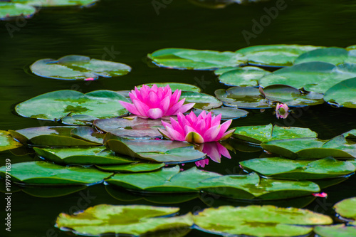 Photo of red water lily with leaves on a lake in a park at summer