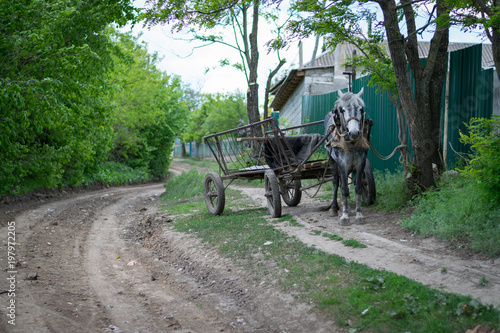 Slika na platnu A cart without a carter waiting nearby a village road.