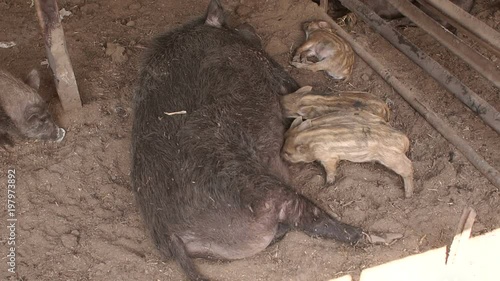 Little pigs eating milk from mother on the farm. Piglets suckling from fertile sow on the farm. Sow and her piglets on the farm. Slow motion. photo