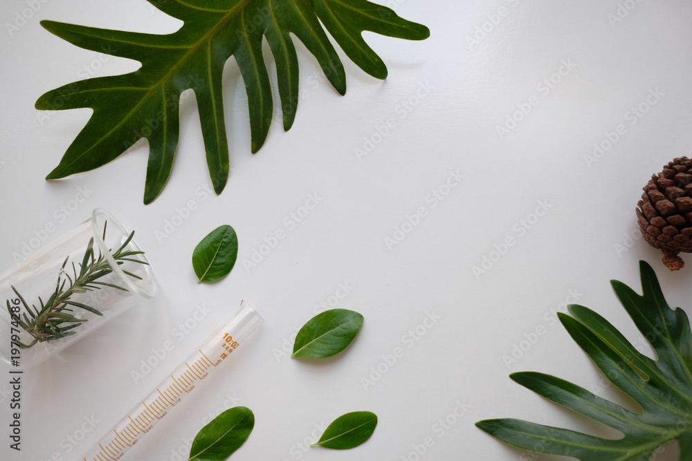 cosmetic skincare nature background flat lay. herbal medicine with herb and  green leaves .beauty spa product,top view. Stock Photo | Adobe Stock