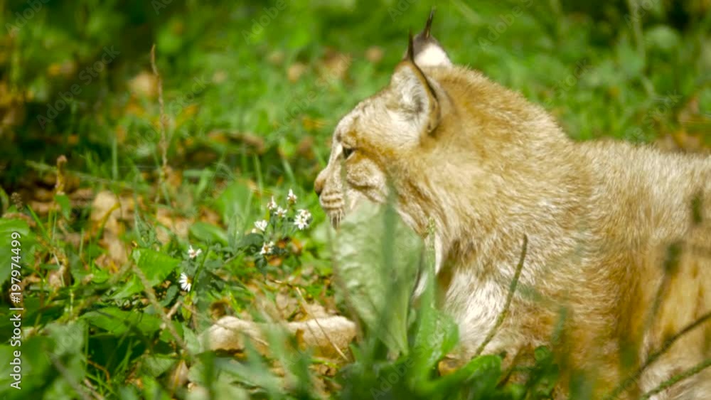 A beautiful Canadian lynx yawns while lying in the grass A beautiful Canadian lynx yawns while lying in the grass