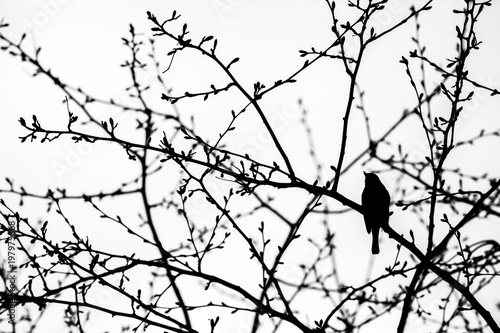treetops and an bird