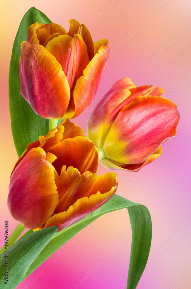 Bouquet of multicolored tulips Bouquet of multicolored tulips