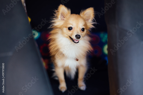 Portrait of a cute spitz-dog on the car seat © Smile