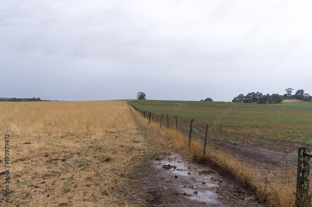 Ballarat potato field 