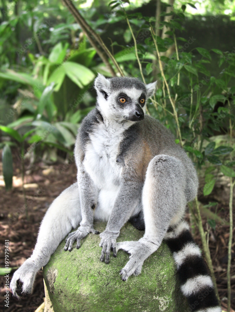Obraz premium Ringtailed lemur sits on a stone in the rainforest