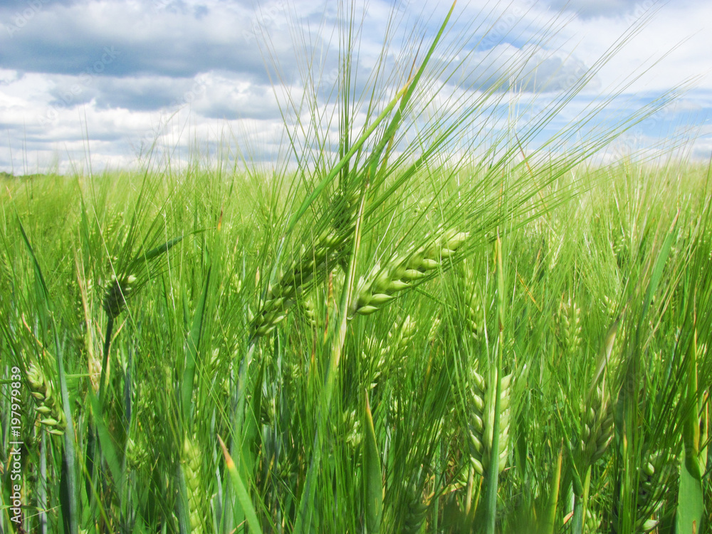 Green wheat ears on the field and a blue sky with clouds Green wheat ears on the field and a blue sky with clouds