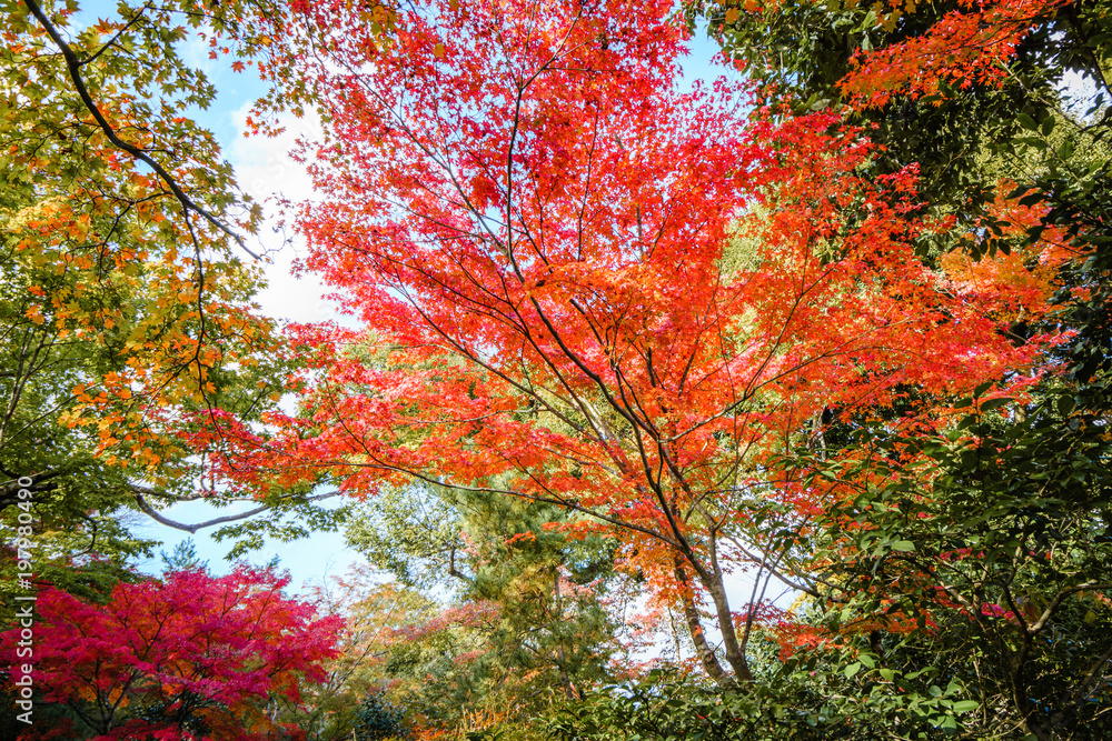 Beautiful Colorful Autumn Leaves / green, yellow, orange, red.