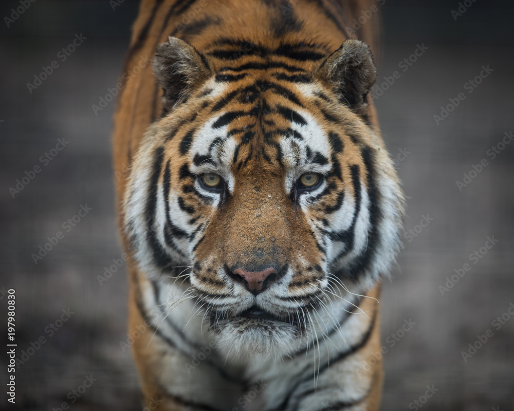 Tiger Animal