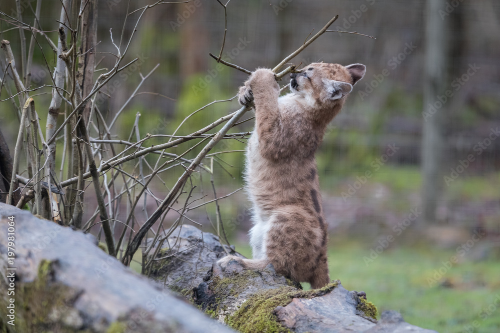 Obraz premium Puma Cub Animal