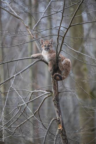 Puma Cub Animal