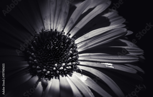 Fototapeta Naklejka Na Ścianę i Meble -  Dahlia  closed up on Black and white photography
