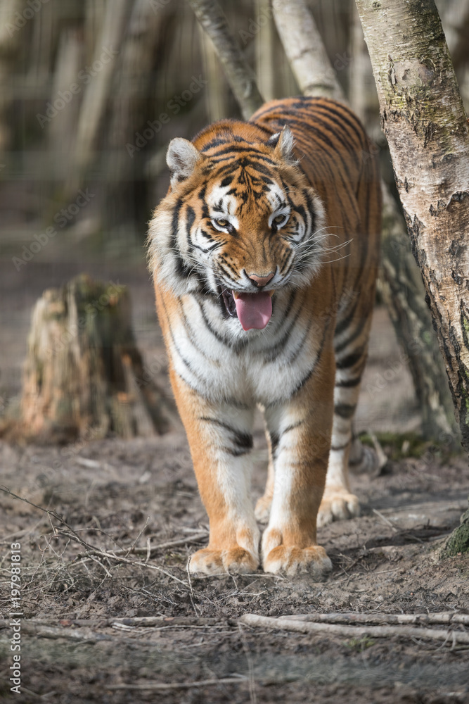 Obraz premium Tiger Animal