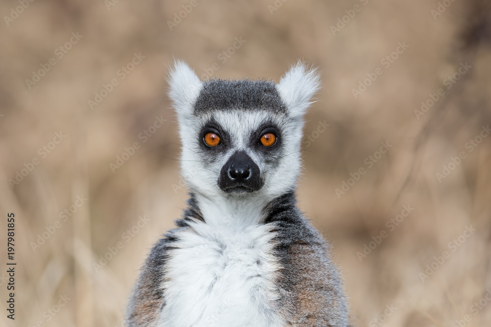 Obraz premium Lemur