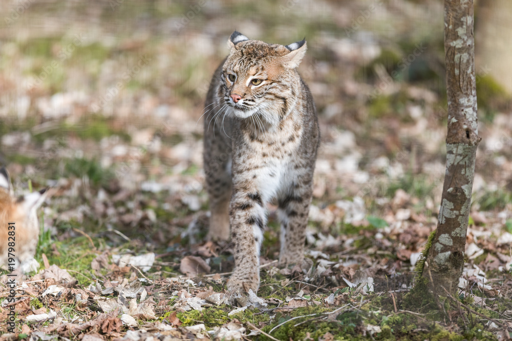 Fototapeta premium Lynx Animal